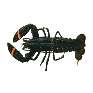 Lobster