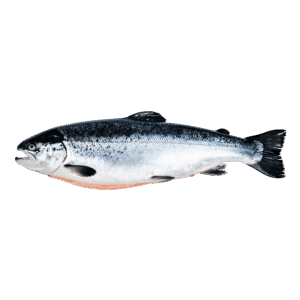Salmon