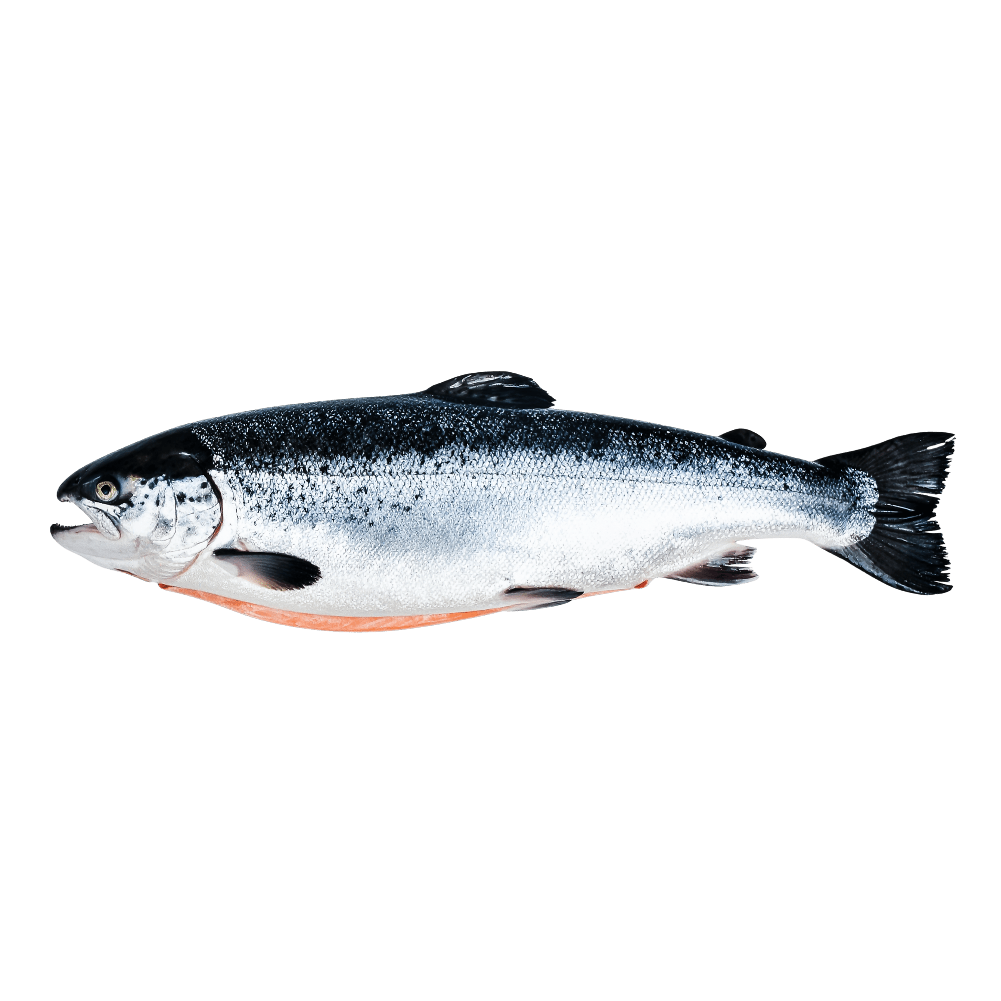 Salmon