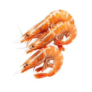 Shrimps
