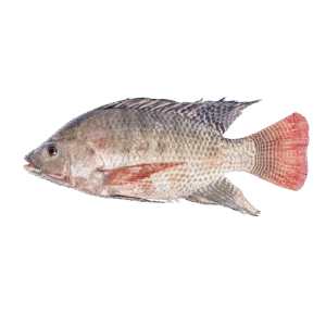 Tilapia