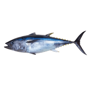Tuna