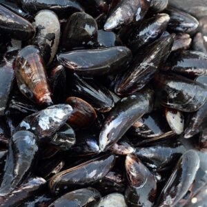 Black Mussels Full shell – Frozen