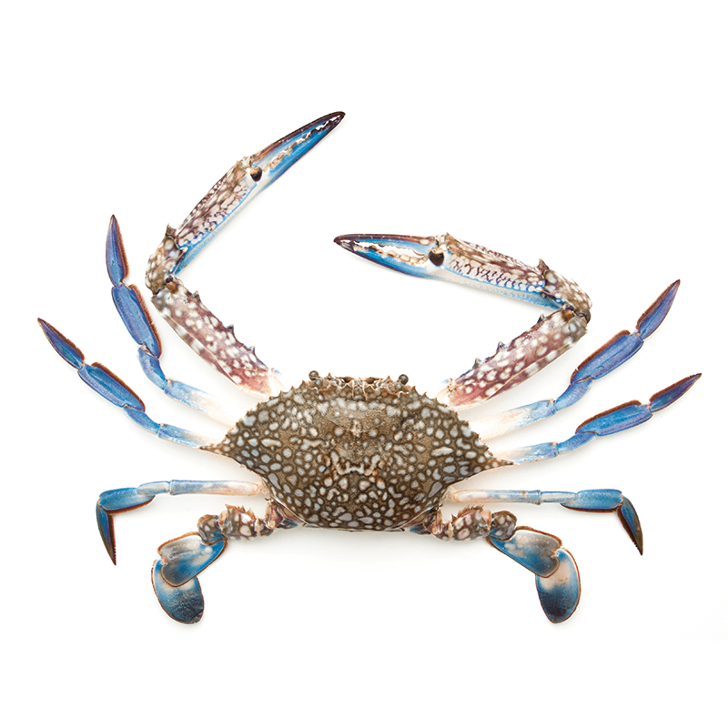 Blue Crab Medium