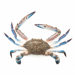 Blue Crab  Small