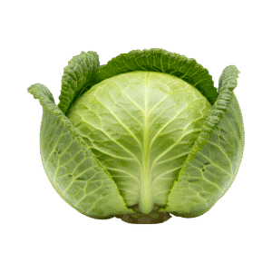 Cabbage