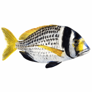Faskar