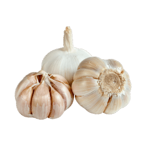Garlic