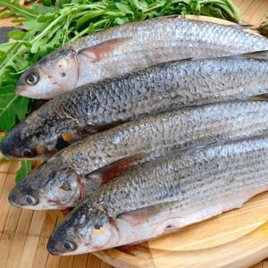 Grey Mullet