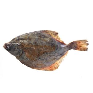 Halibut