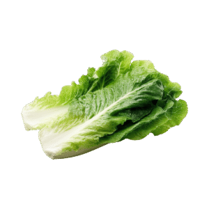 Lettuce