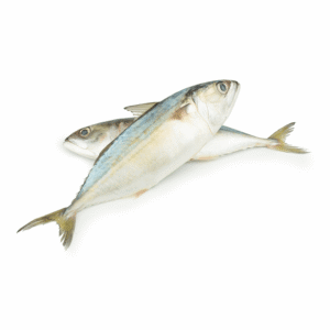Mackerel Medium