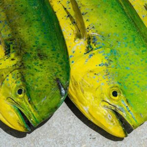 Mahi Mahi Fish 3/4 KG SIZE
