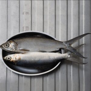 Milk Fish