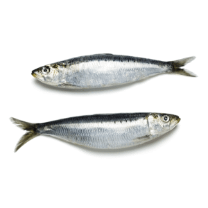 Sardine – Medium