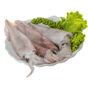 Squid Small